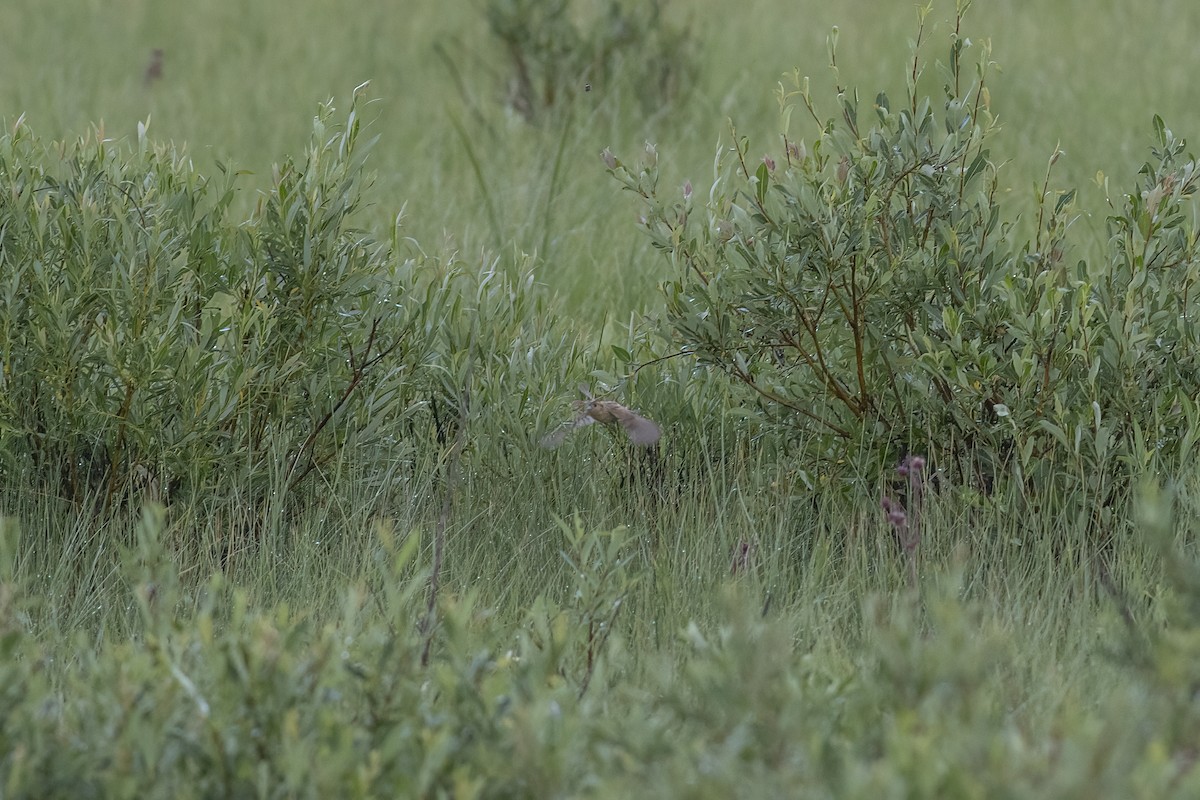 LeConte's Sparrow - Samuel Paul Galick