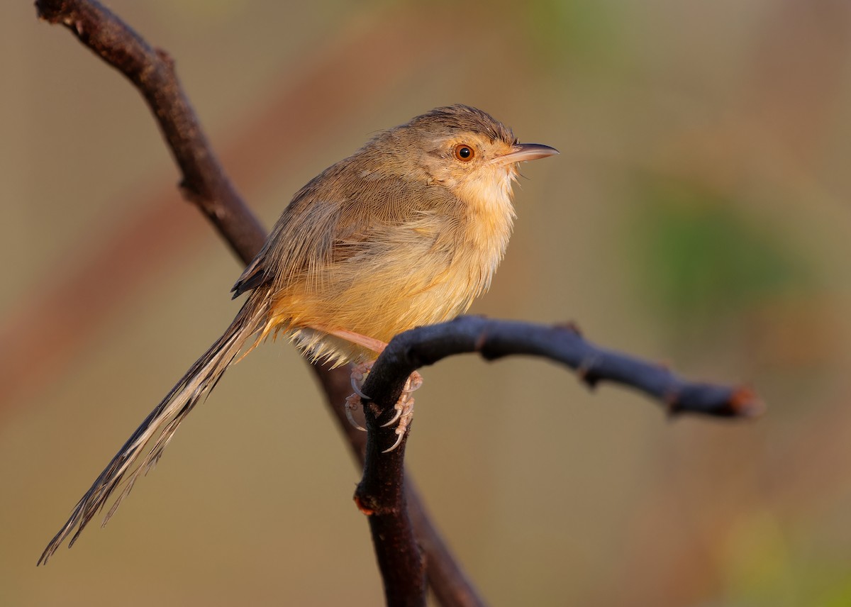 Prinia Sencilla - ML611936674