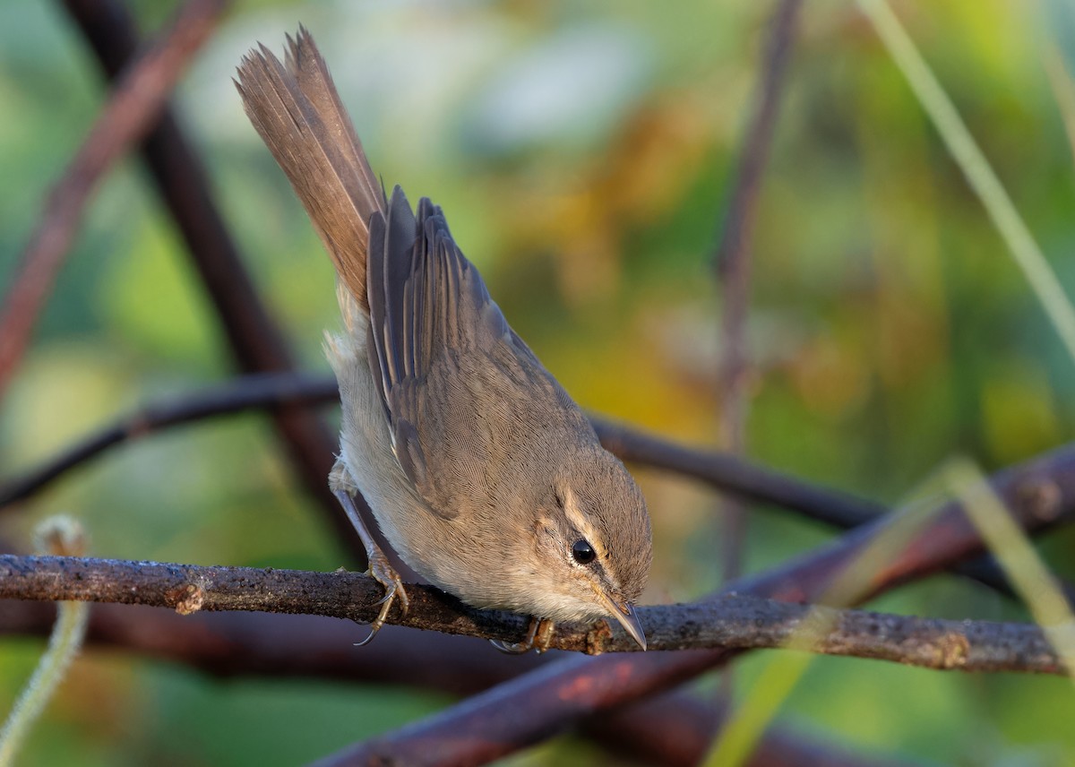 Mosquitero Sombrío - ML611936682