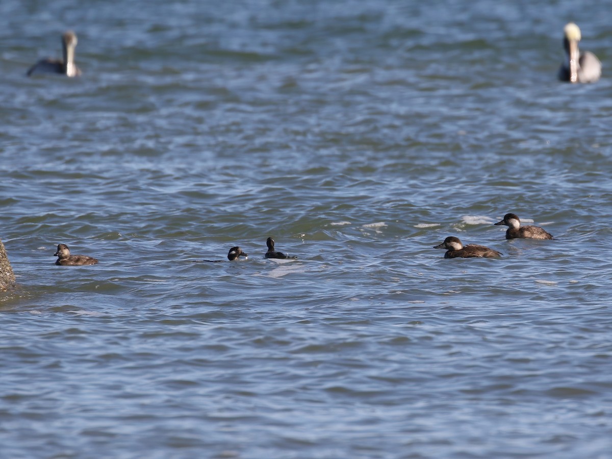 Black Scoter - ML611936687