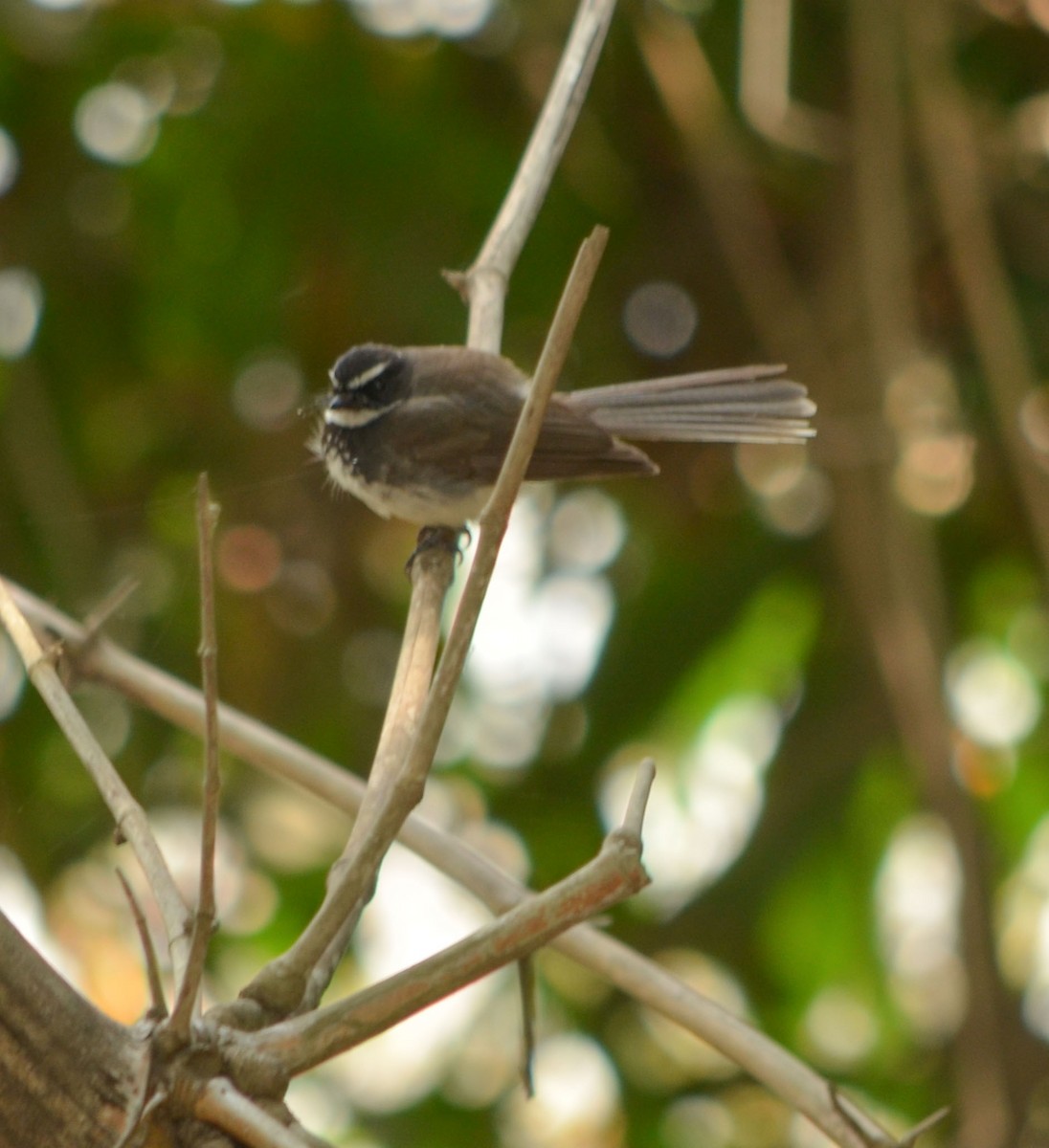Spot-breasted Fantail - ML61193671