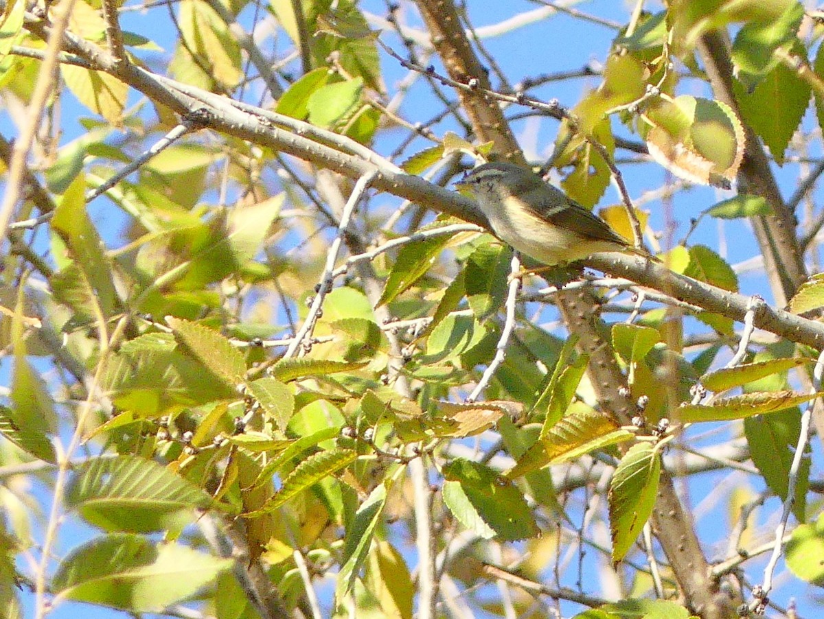 Hume's Warbler - Lorenzo Cocco