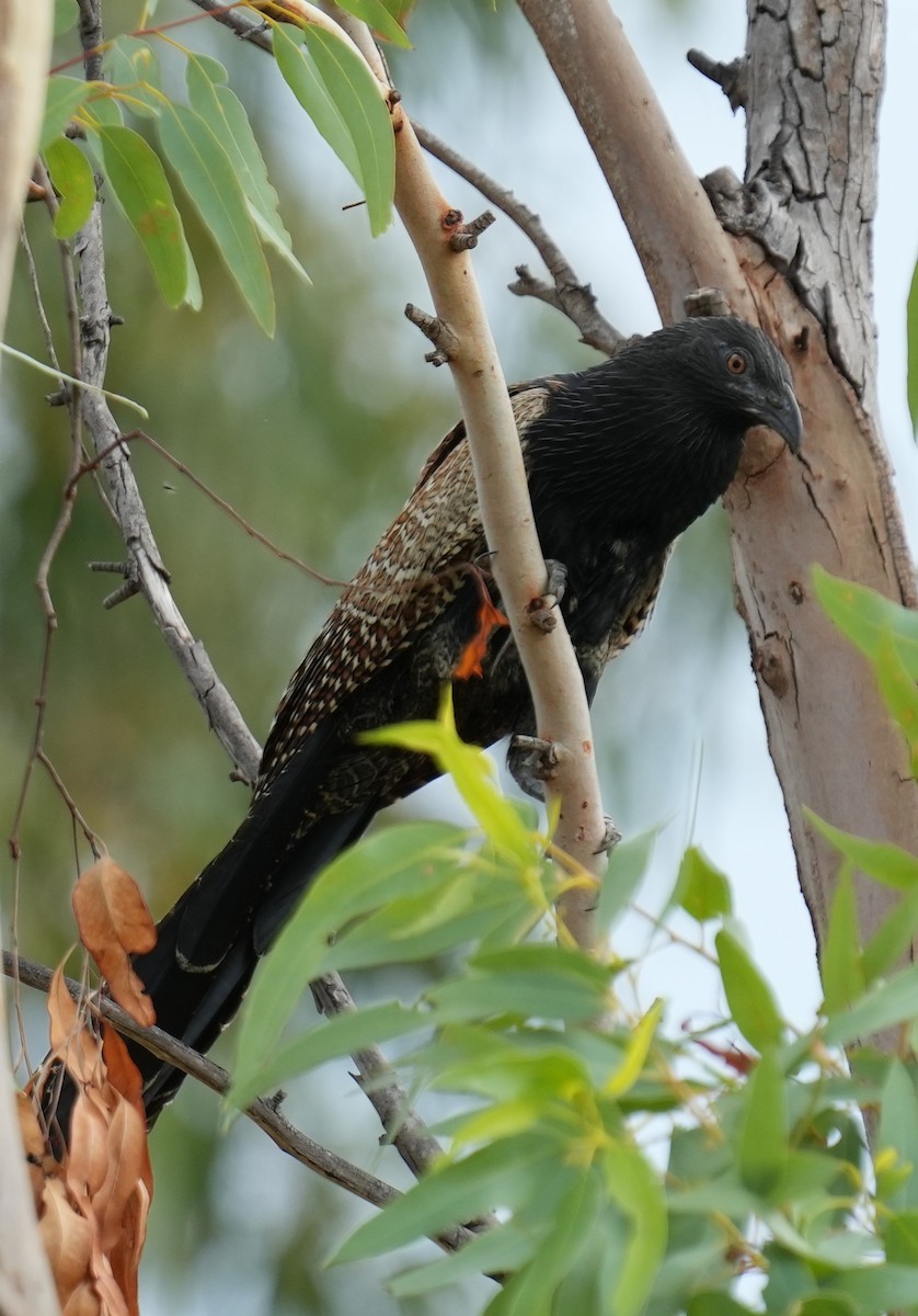 Pheasant Coucal - ML611936771