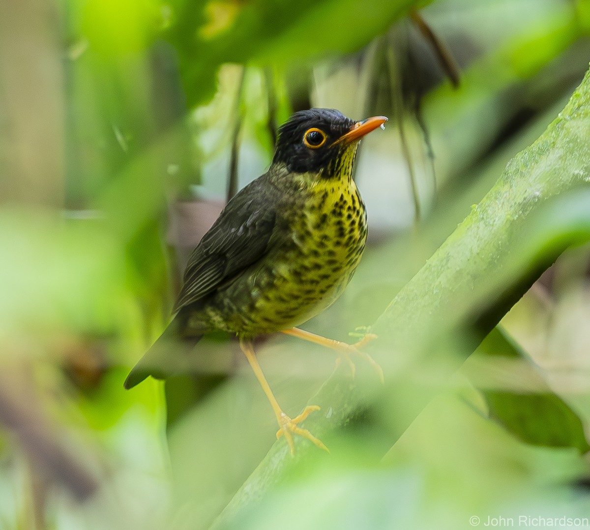 Speckled Nightingale-Thrush - ML611936798