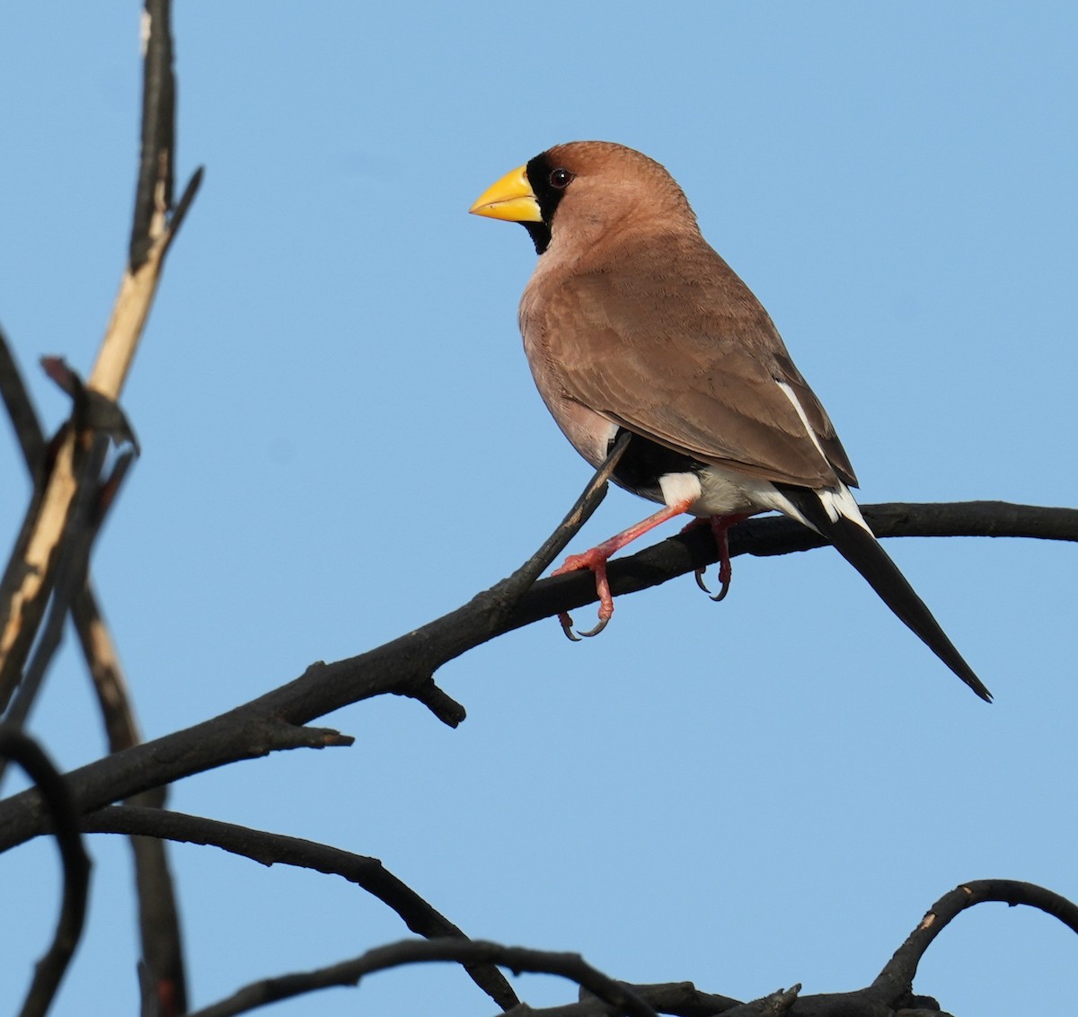 Masked Finch - Samantha Duffy