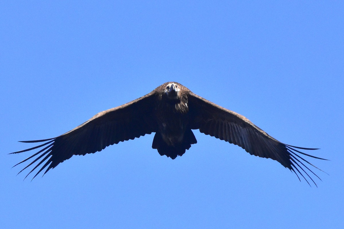 Cinereous Vulture - Kudaibergen Amirekul