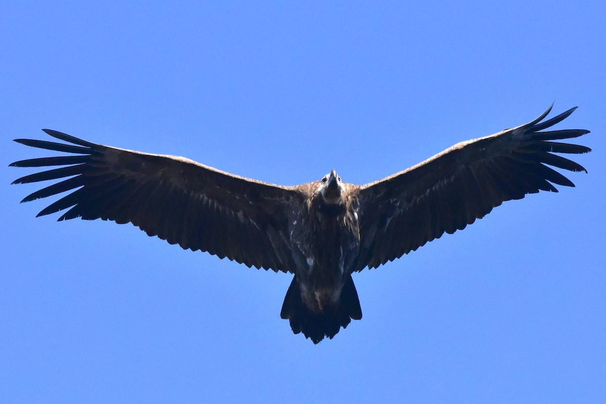 Cinereous Vulture - Kudaibergen Amirekul