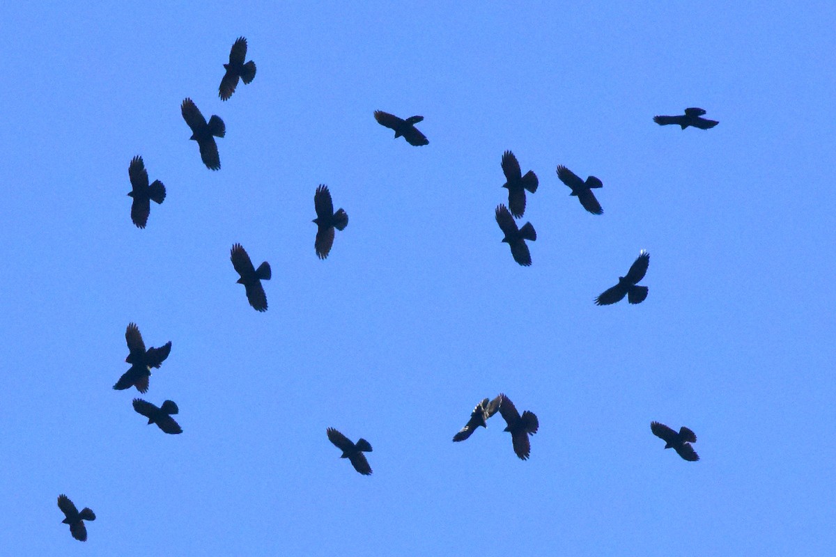 Yellow-billed Chough - ML611936860