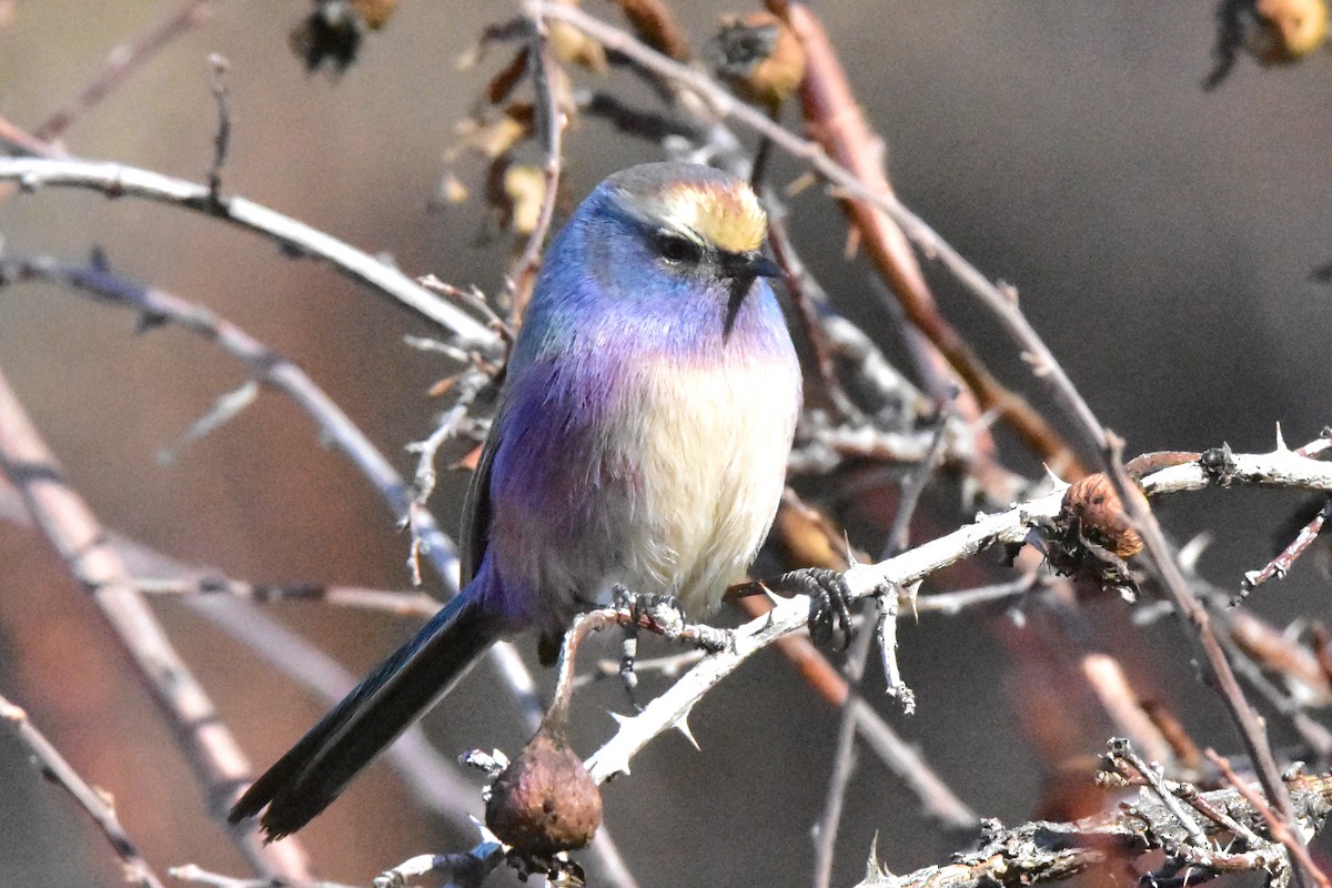 White-browed Tit-Warbler - ML611936868