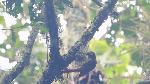 Montane Woodcreeper - ML611936871