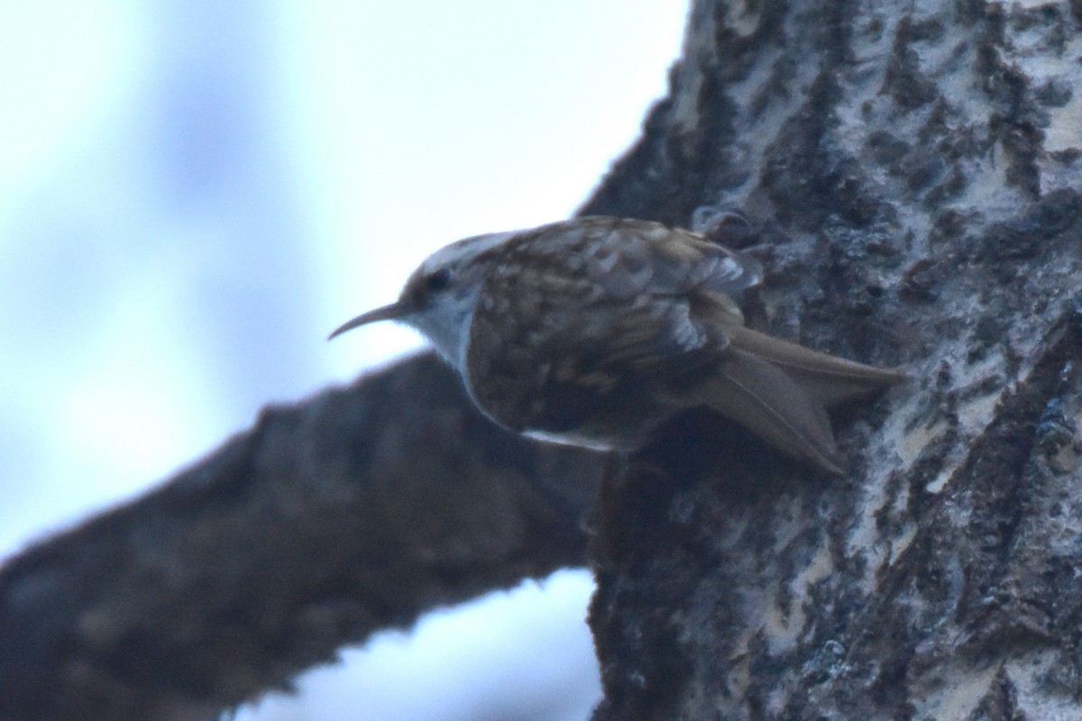 Eurasian Treecreeper - ML611936874