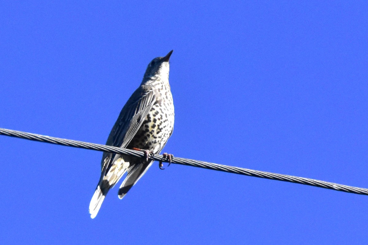 Mistle Thrush - ML611936876