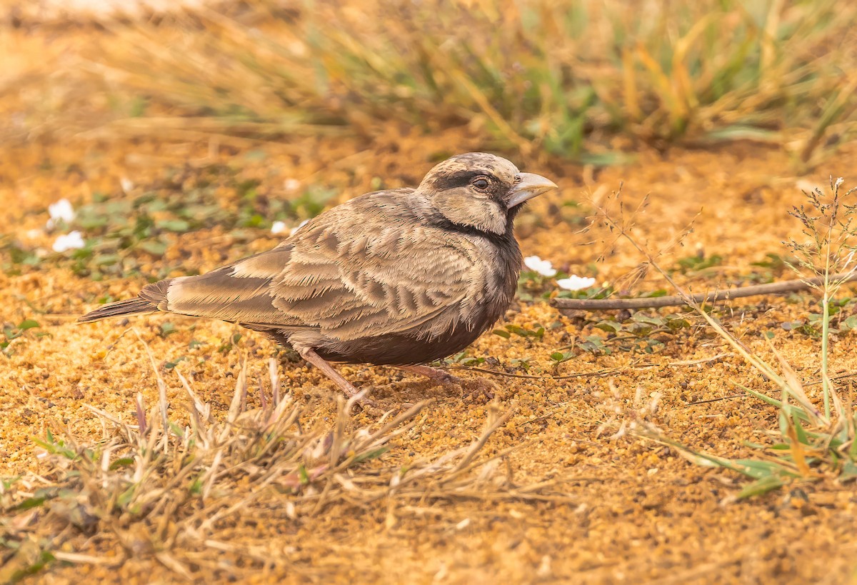 Ashy-crowned Sparrow-Lark - ML611936881