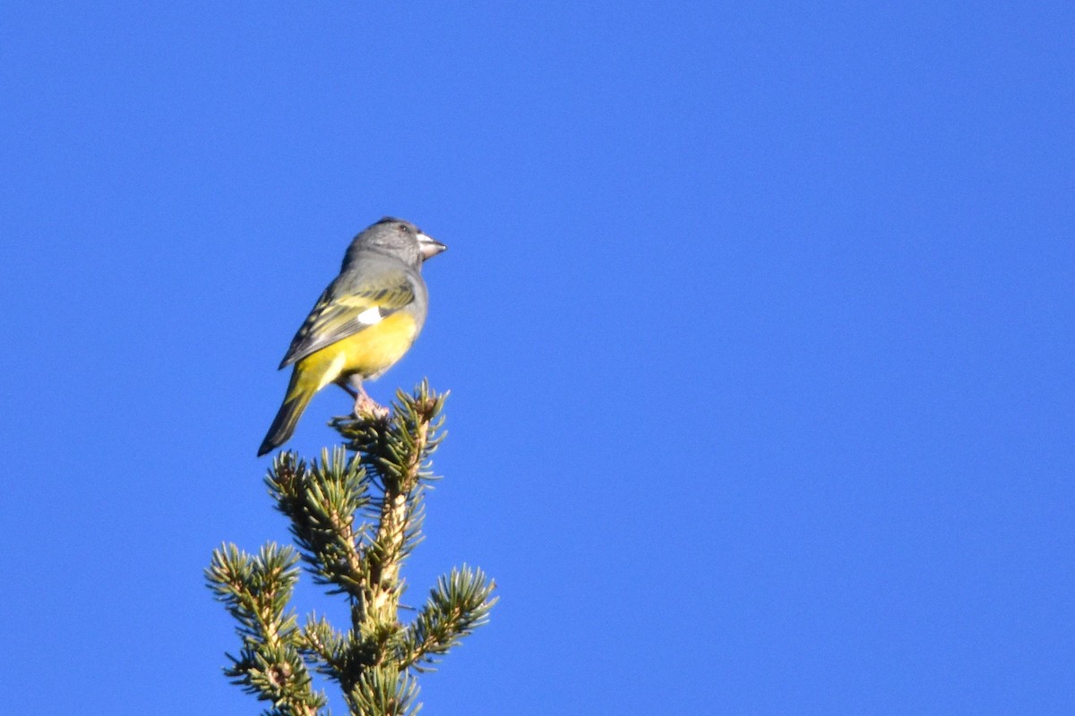 White-winged Grosbeak - ML611936882