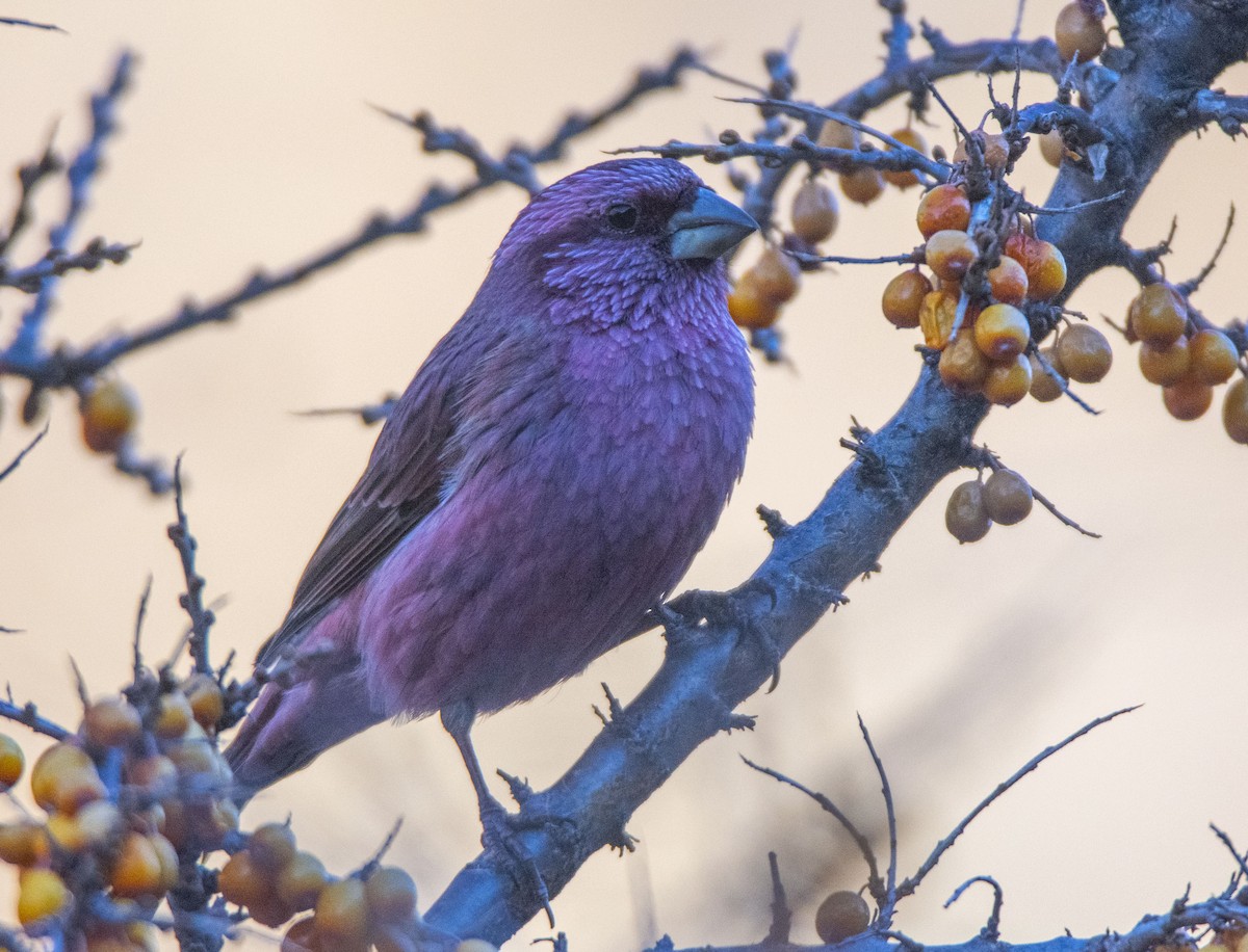 Red-mantled Rosefinch - Kudaibergen Amirekul