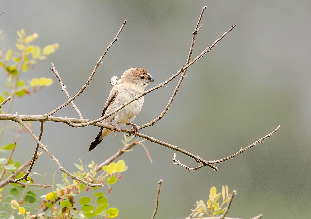 Indian Silverbill - ML611936916