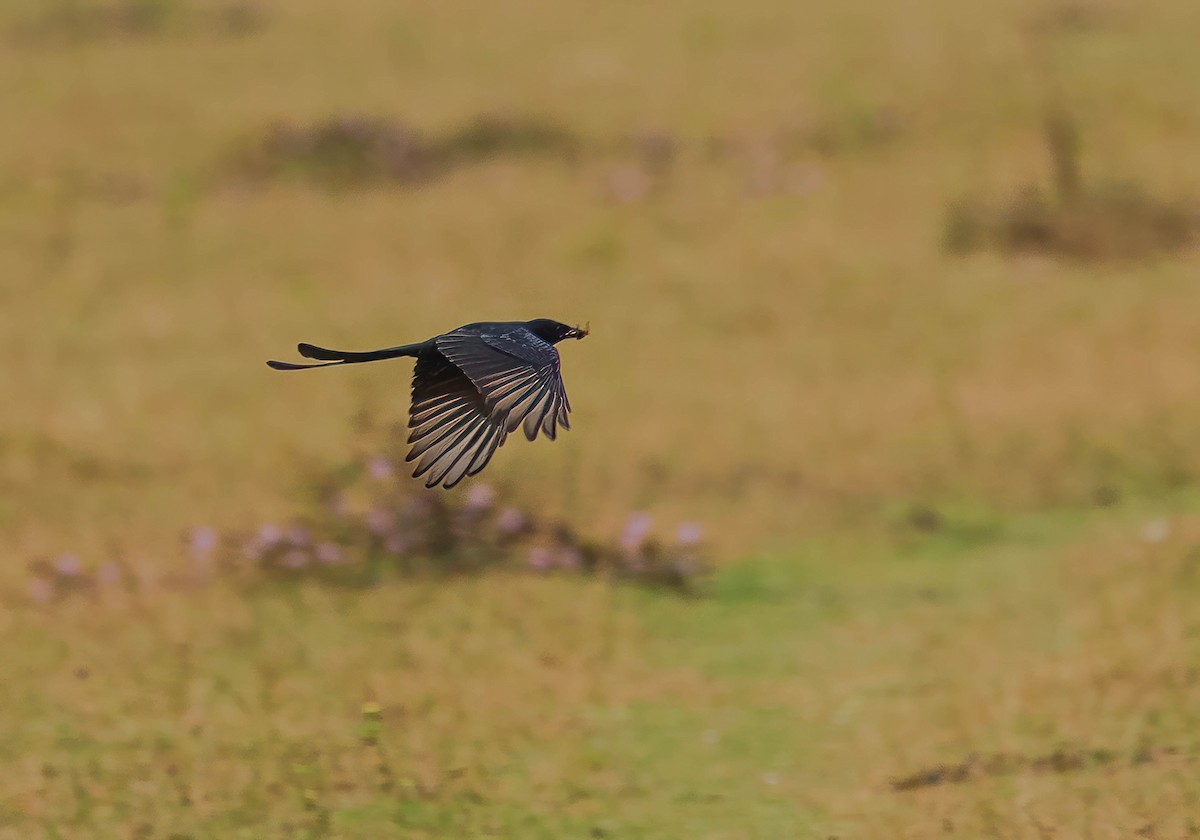 Black Drongo - ML611936928