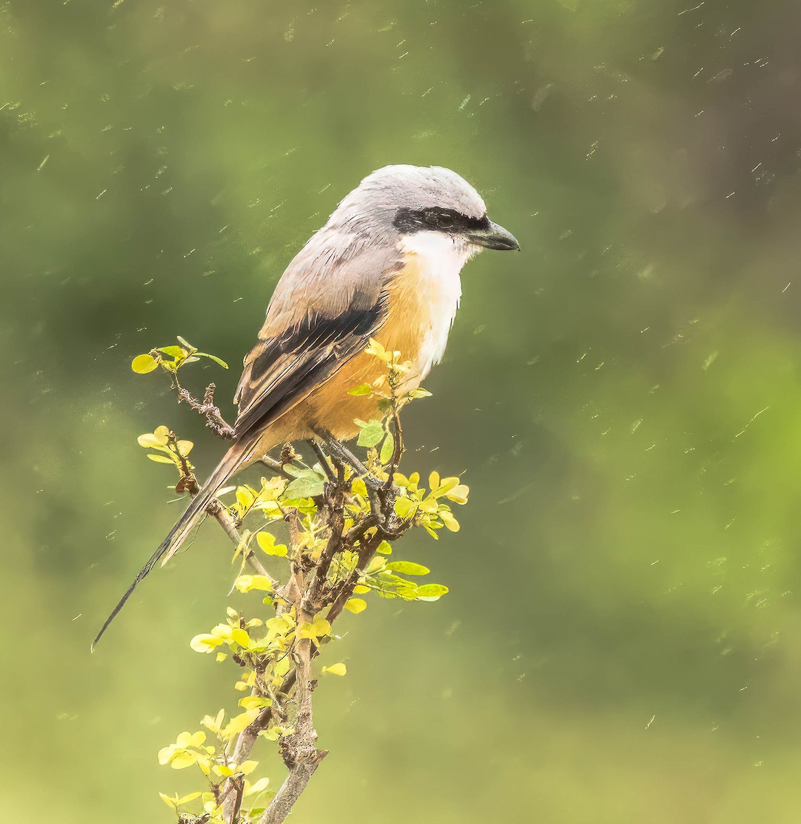 Long-tailed Shrike - ML611936975