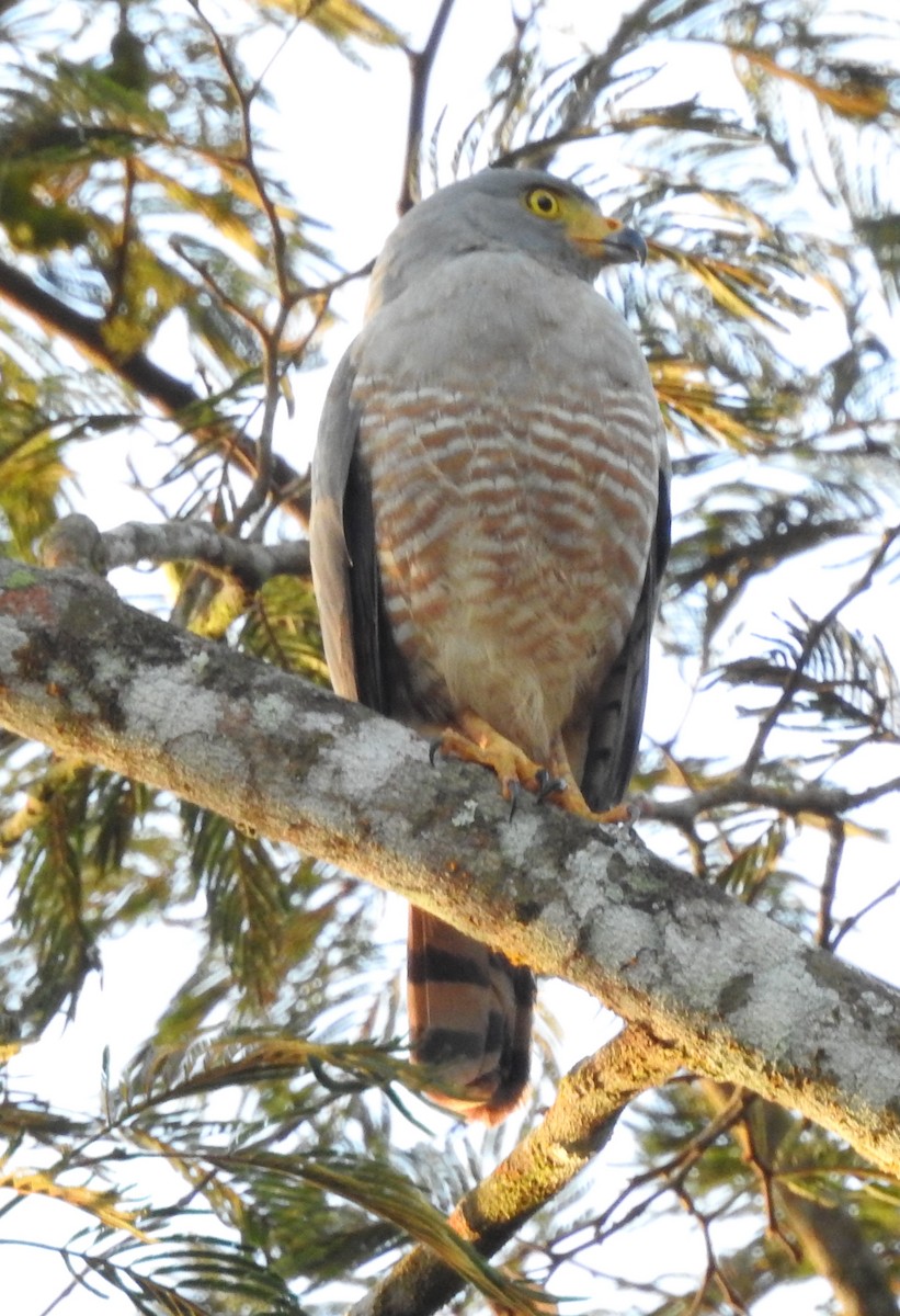 Roadside Hawk - ML611937019