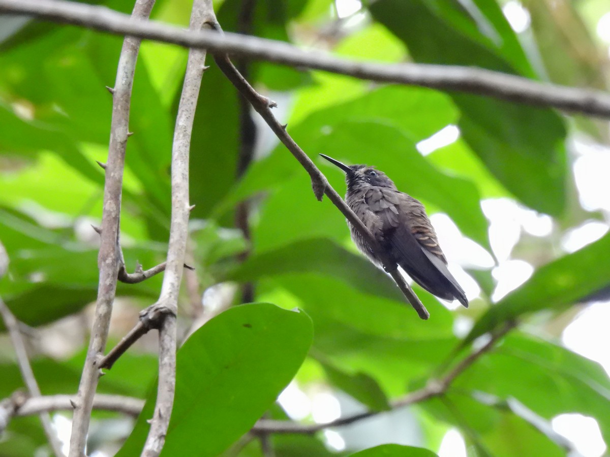 Brown Violetear - Arthur Gomes