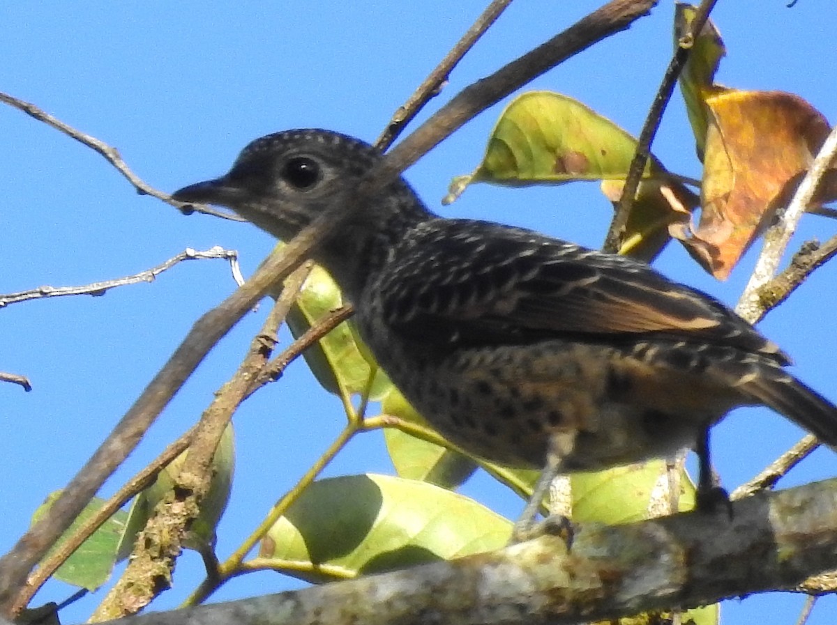 Blue Cotinga - ML611937114