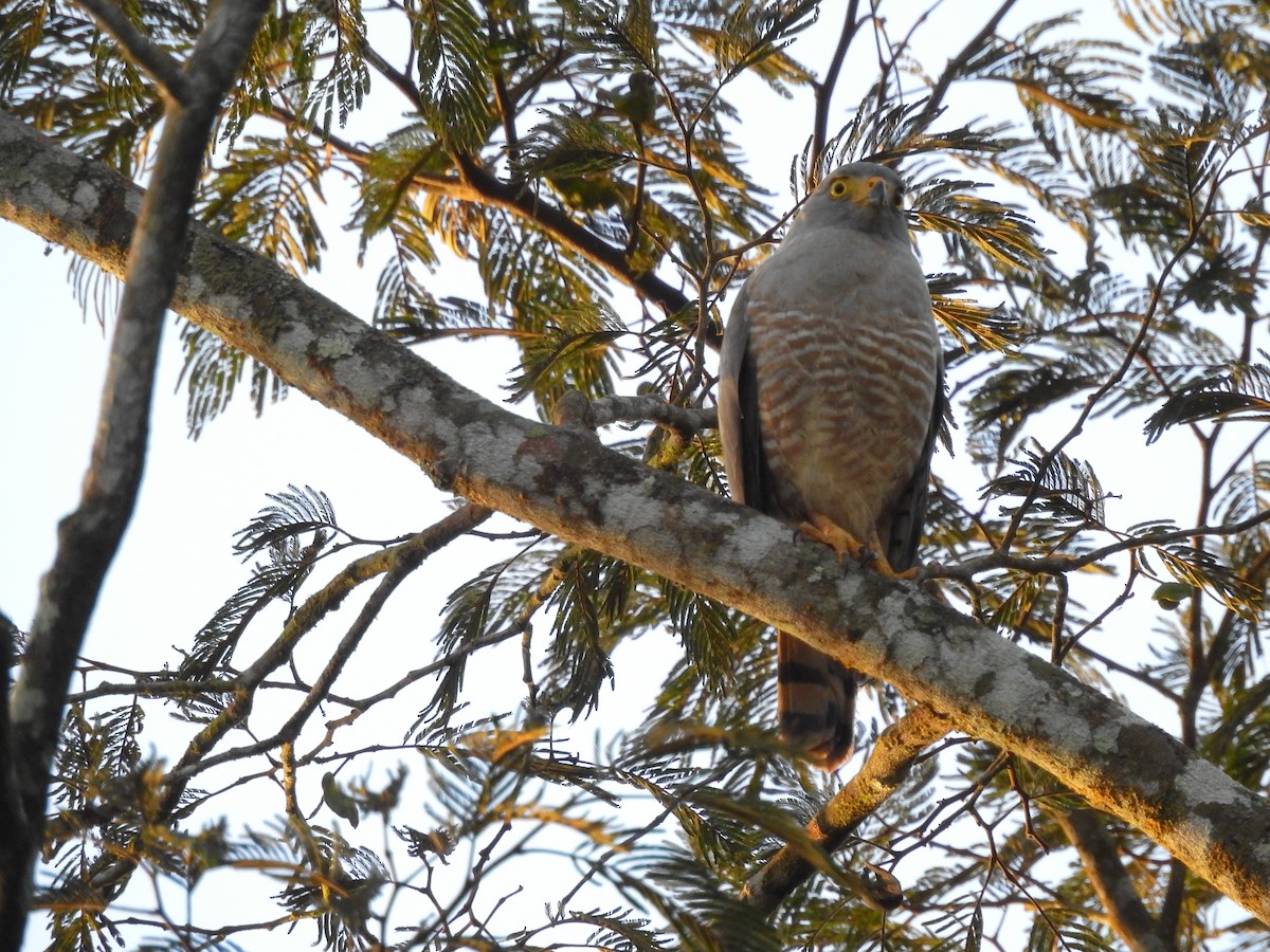 Roadside Hawk - ML611937141