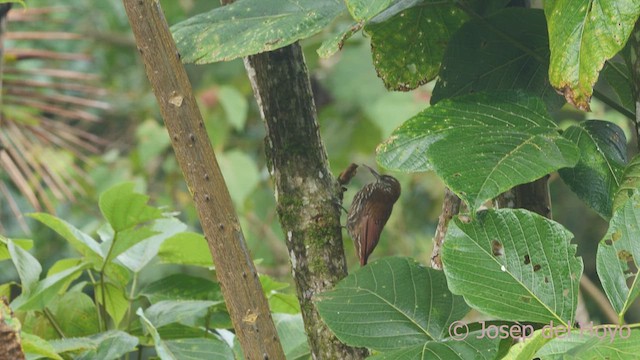 Montane Woodcreeper - ML611937144