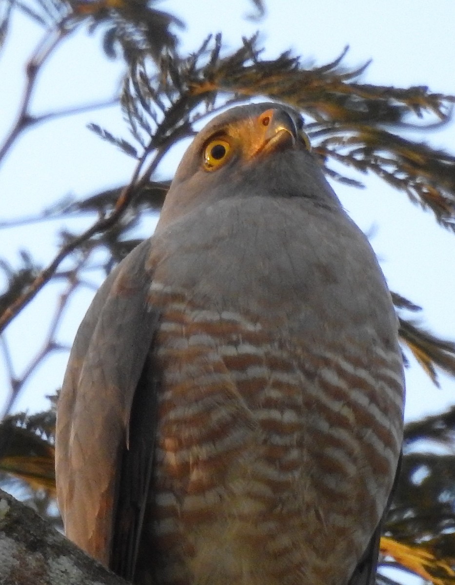 Roadside Hawk - ML611937169