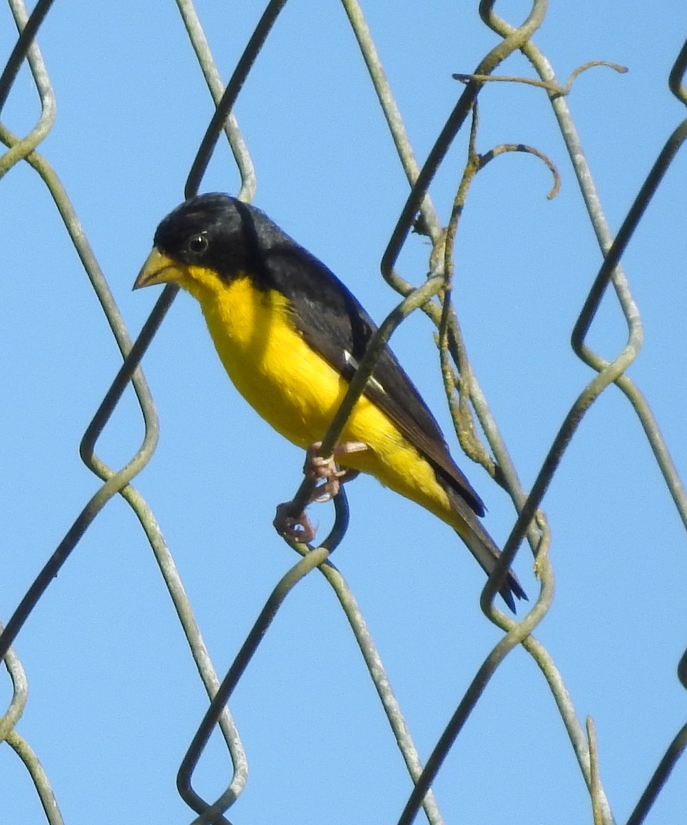 Lesser Goldfinch - ML611937266
