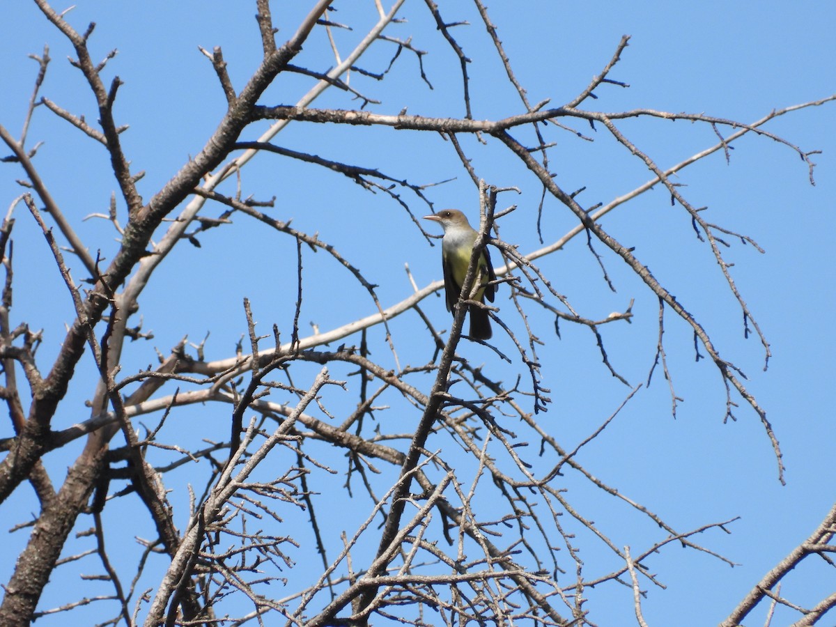 Swainson's Flycatcher - ML611937304