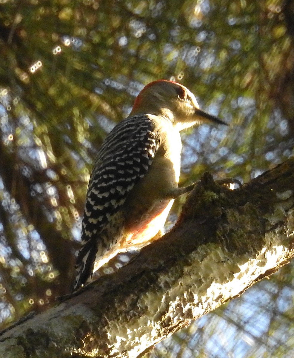 Red-crowned Woodpecker - ML611937355