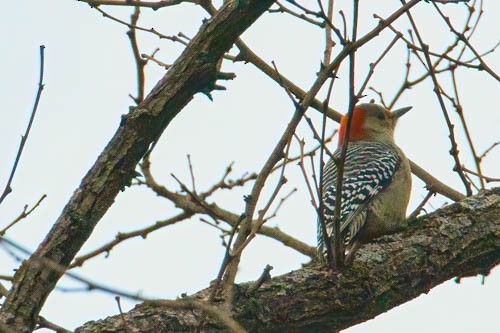 Red-bellied Woodpecker - ML611937712