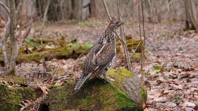 Ruffed Grouse - ML611937759