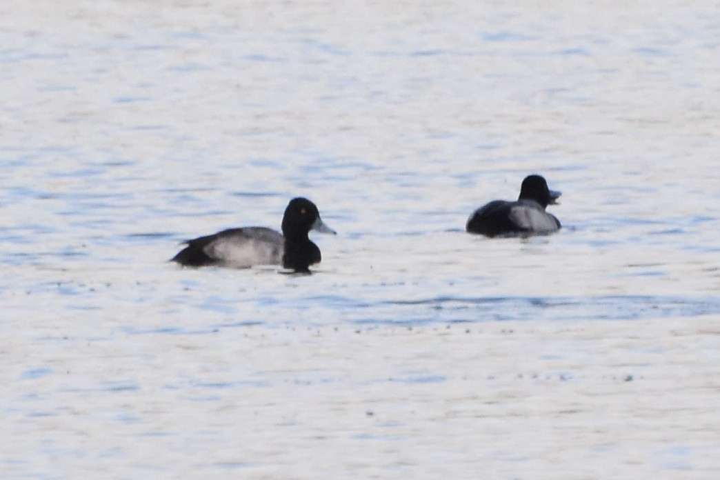 Lesser Scaup - ML611937795