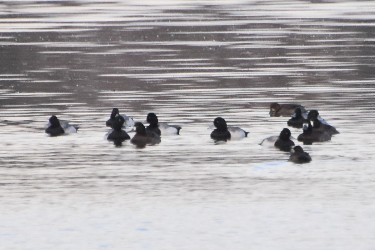 Lesser Scaup - ML611937796