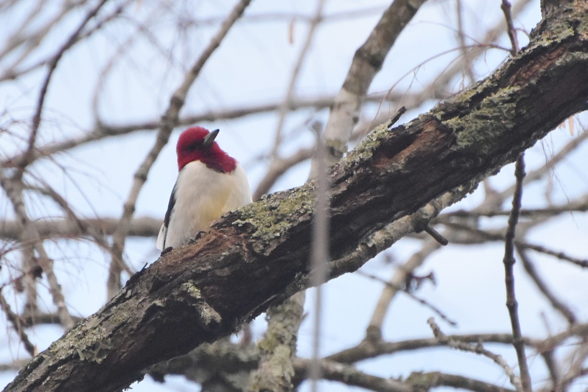 Red-headed Woodpecker - ML611937801