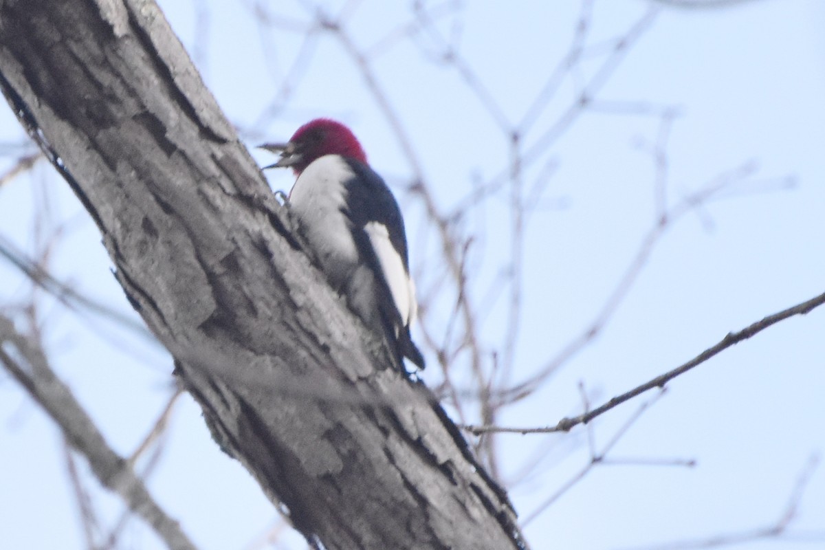 Red-headed Woodpecker - ML611937802