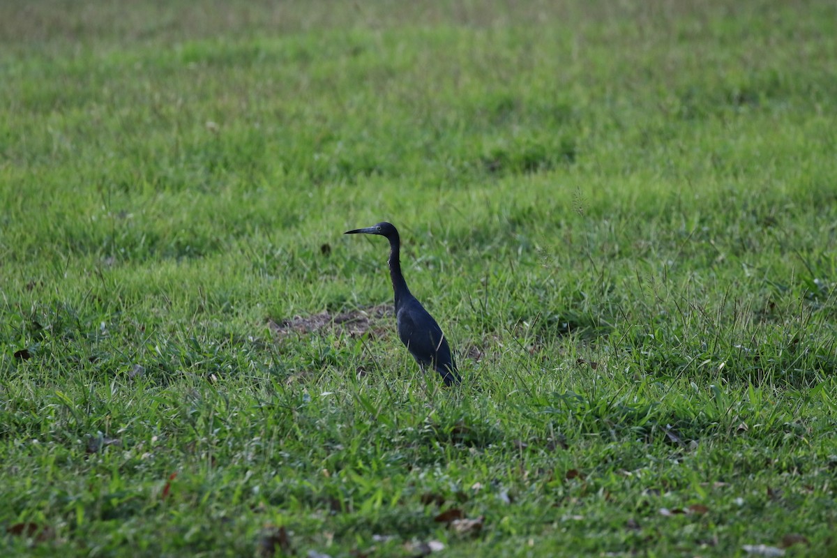 Little Blue Heron - ML611937825