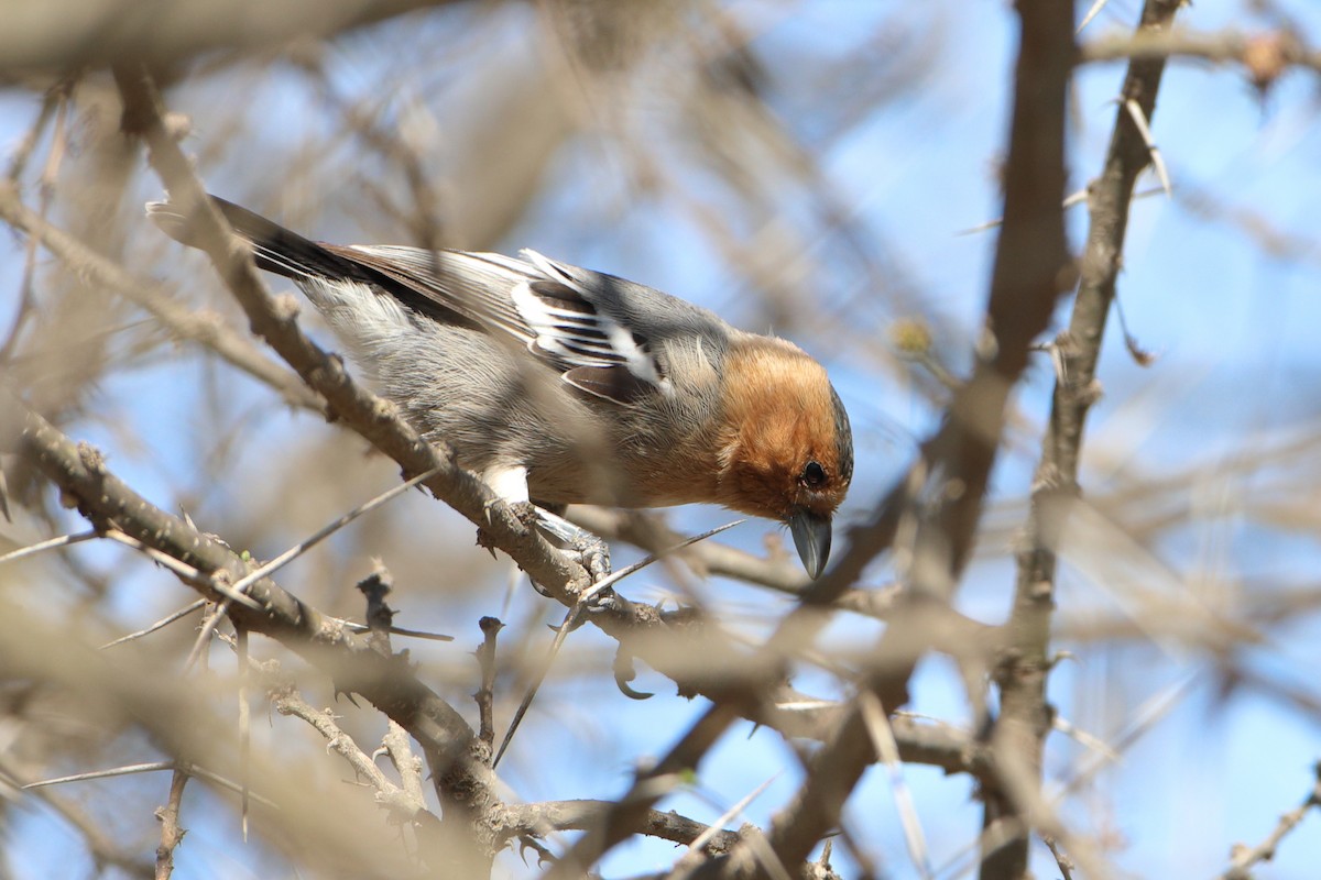 Red-throated Tit - ML611937828