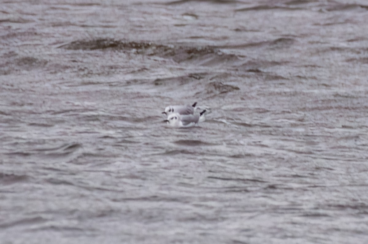 Little Gull - ML611937994