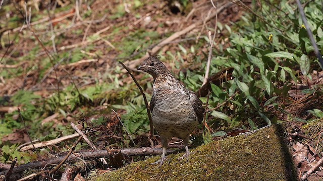 Ruffed Grouse - ML611938257