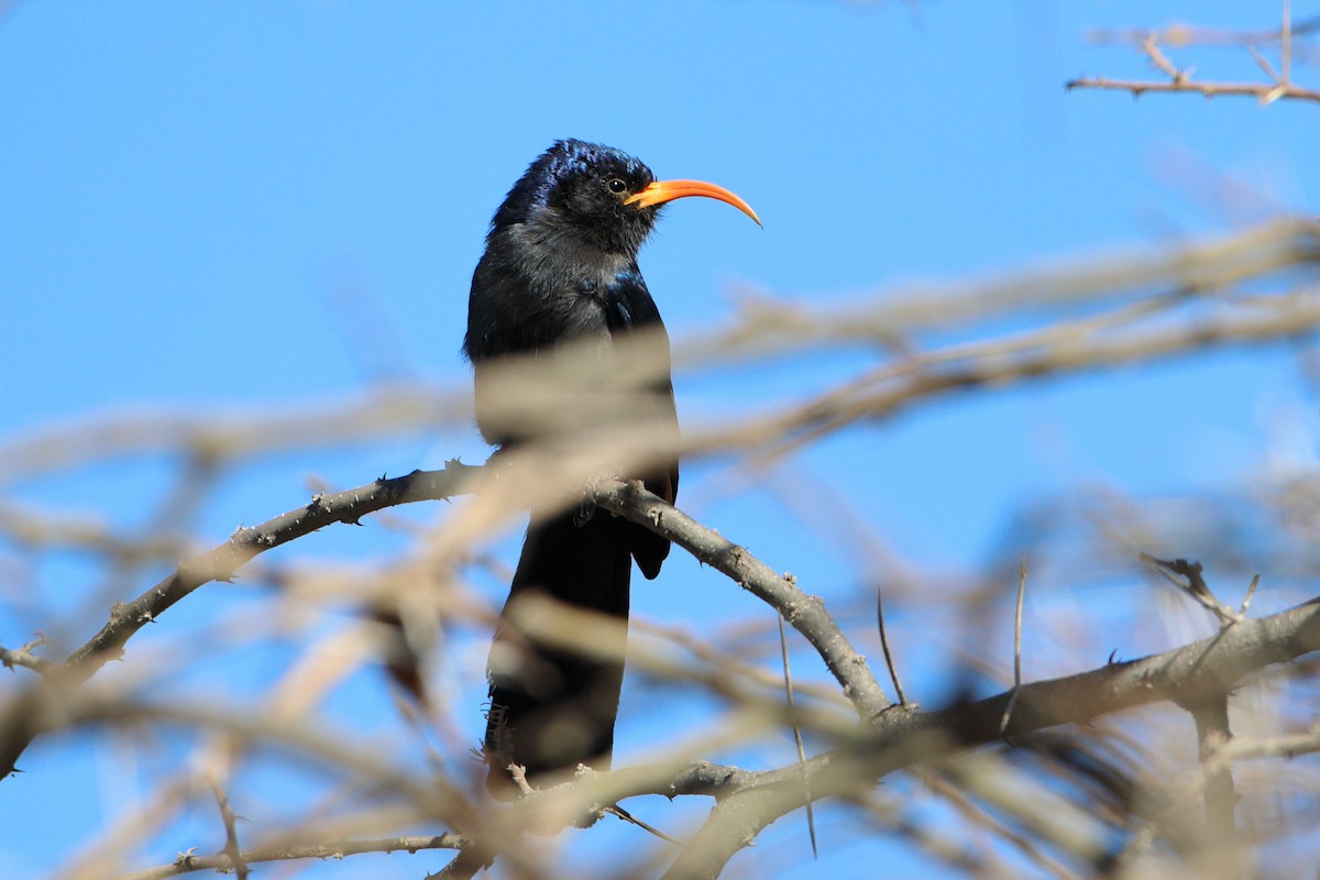 Abyssinian Scimitarbill - ML611938343