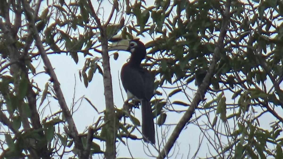 Oriental Pied-Hornbill - ML611938373
