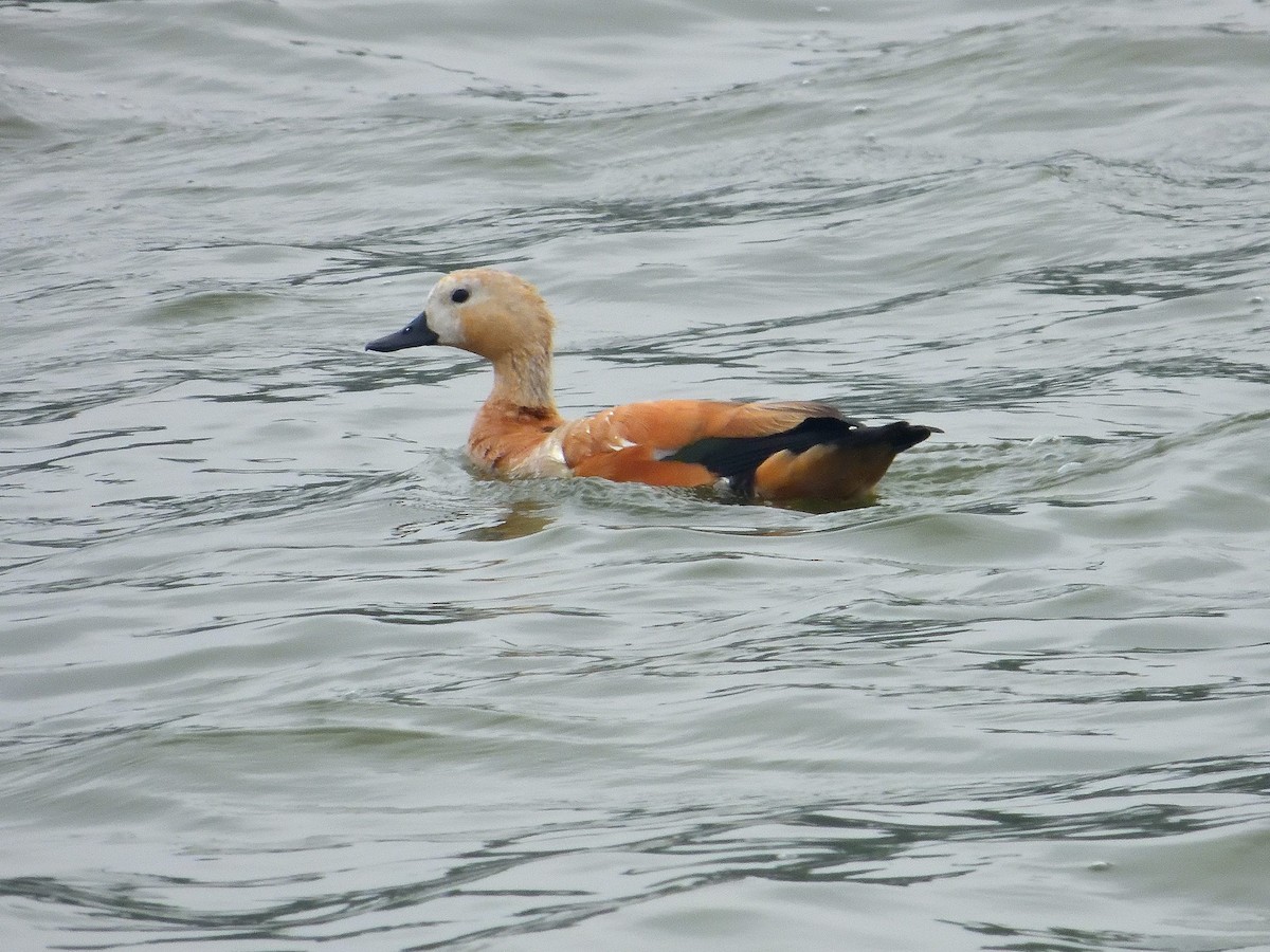 Ruddy Shelduck - ML611938394