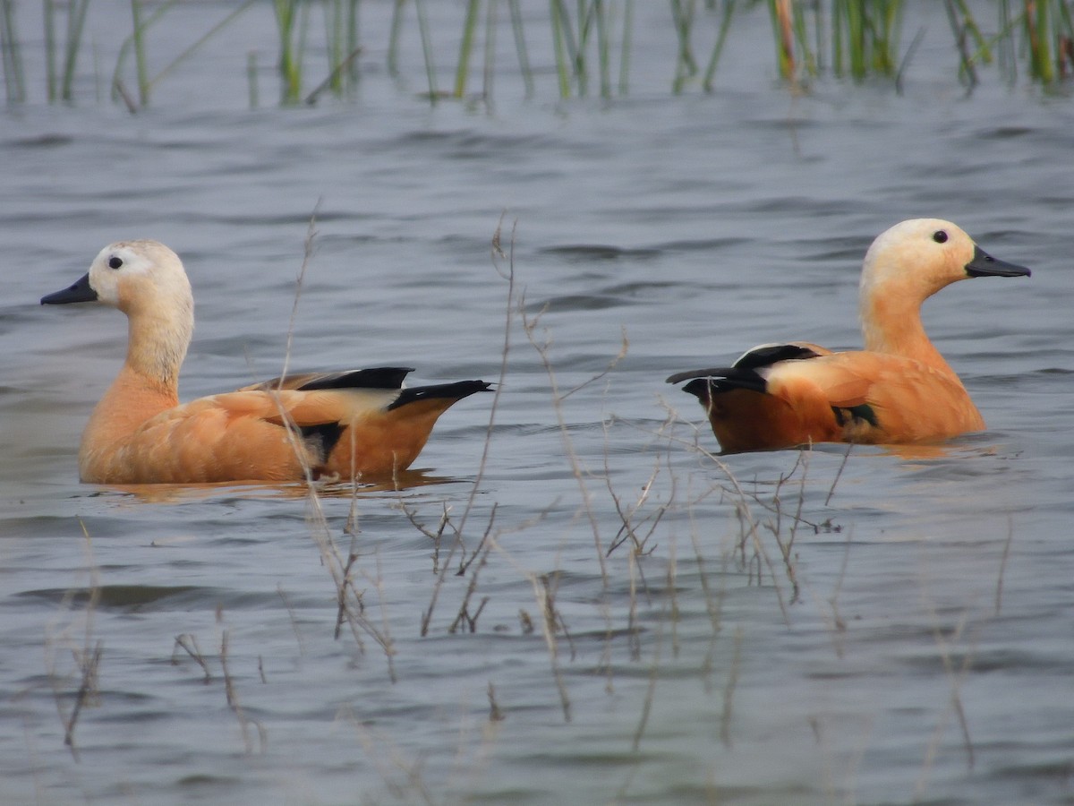 Ruddy Shelduck - ML611938397