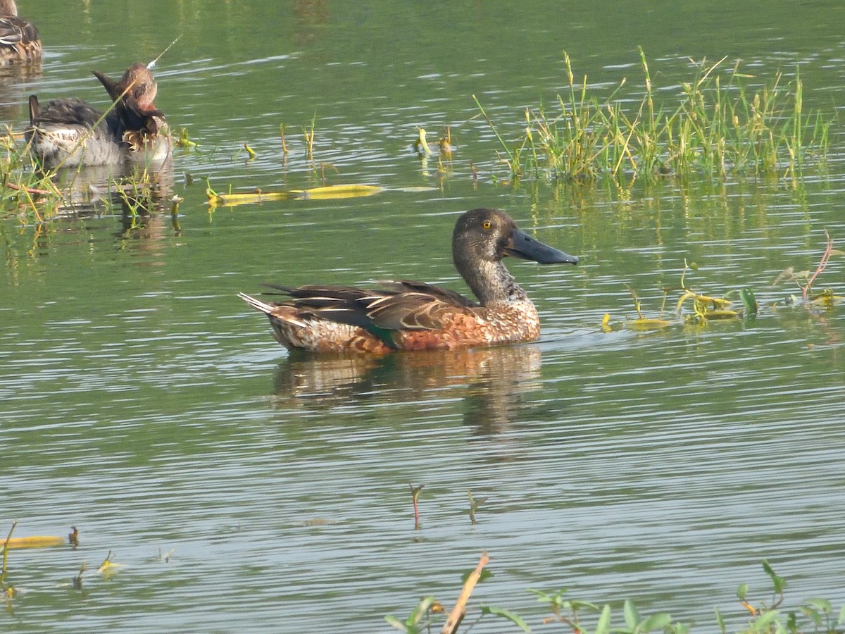 Northern Shoveler - ML611938404