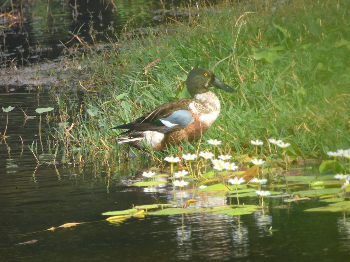 Northern Shoveler - ML611938409