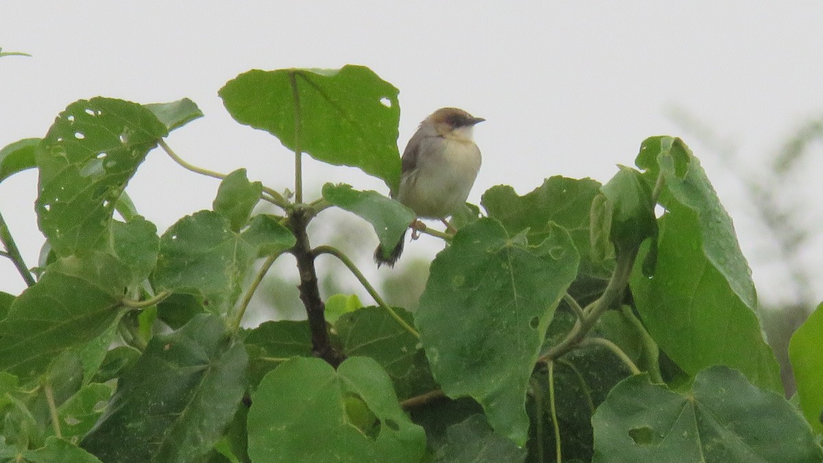 Singing Cisticola - ML611938462