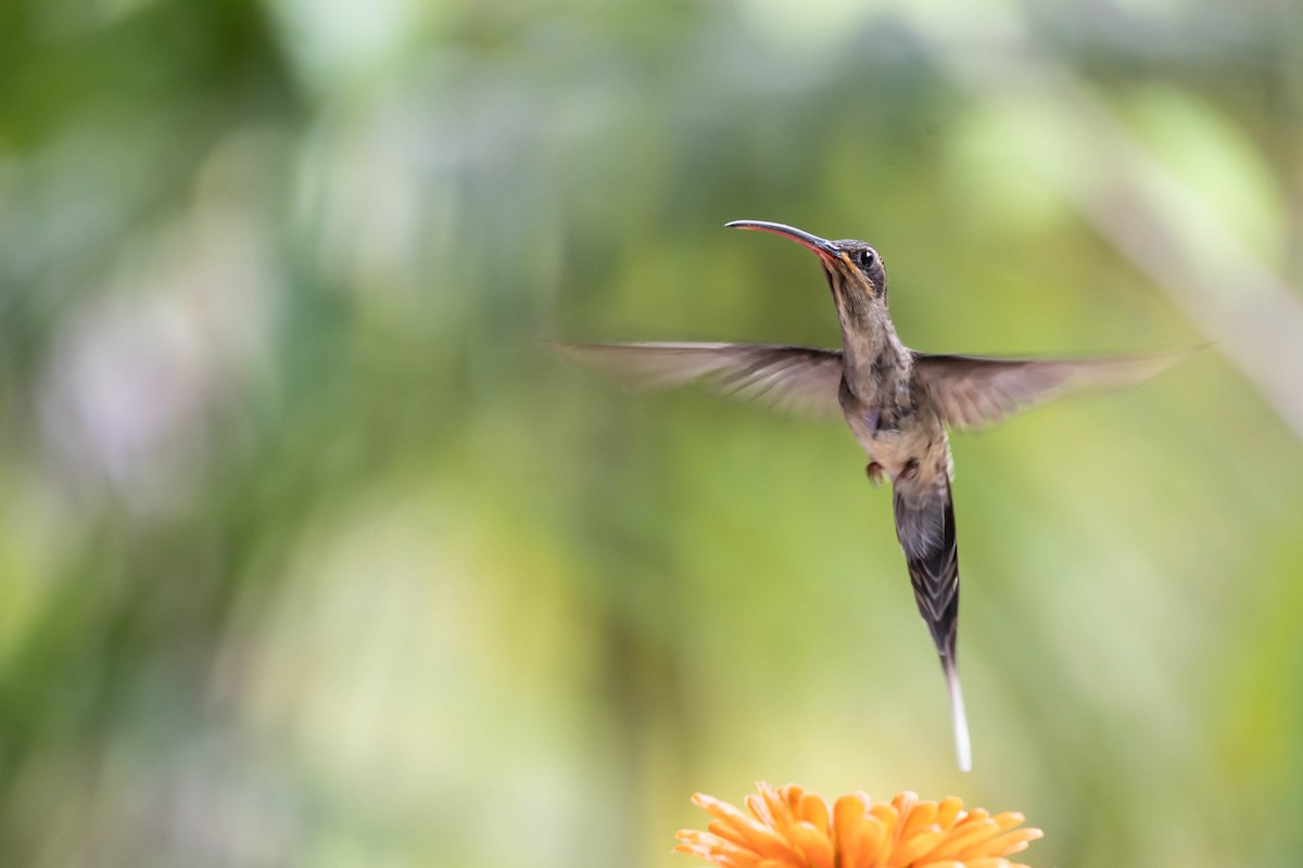 Long-tailed Hermit - ML611938519