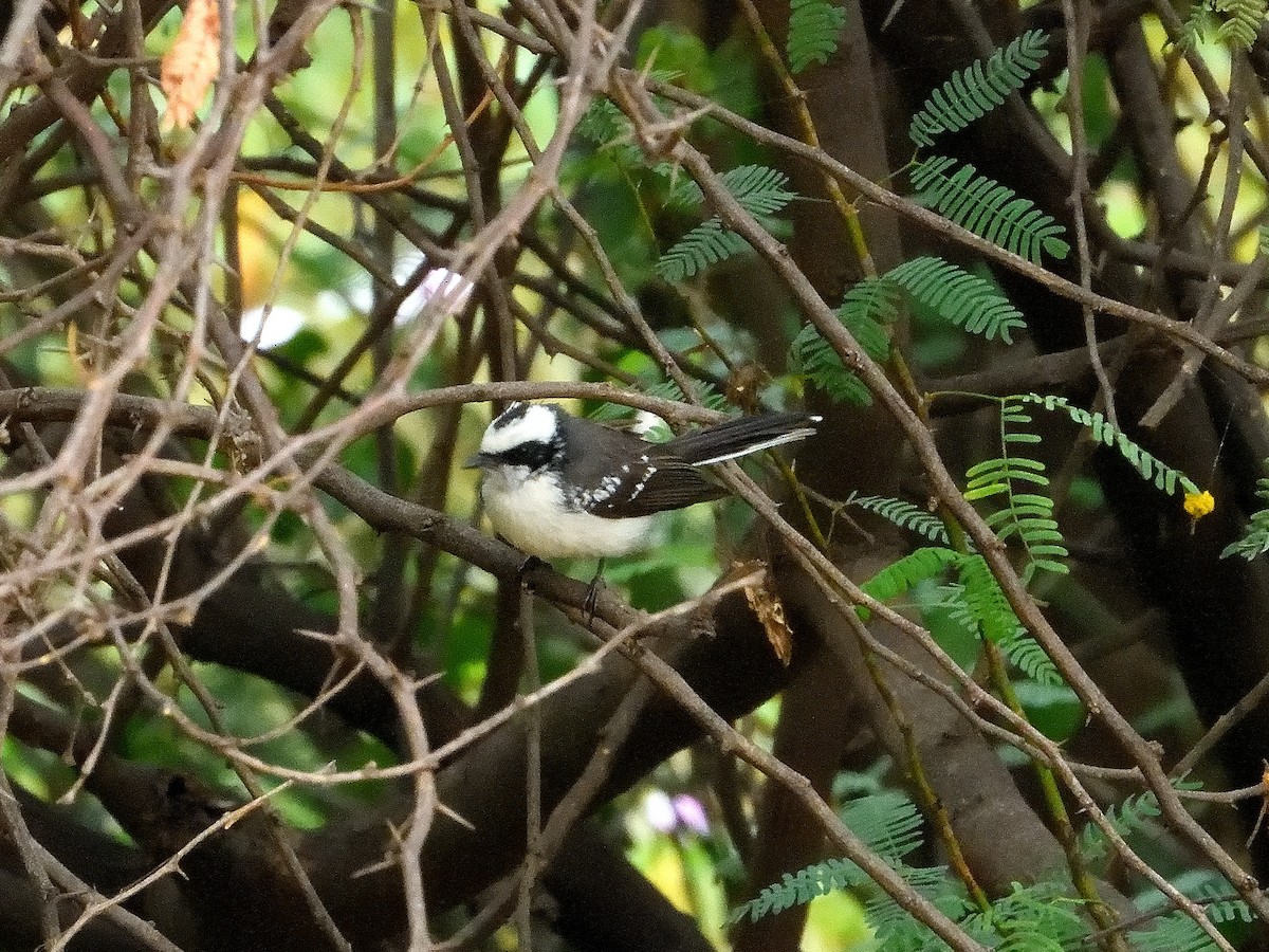 White-browed Fantail - ML611938586